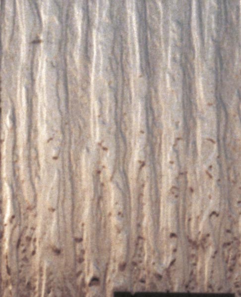 vzor-silvit-bronz